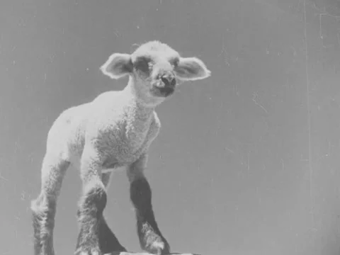 1940s: Lamb amid rocks Stock Footage 229230126