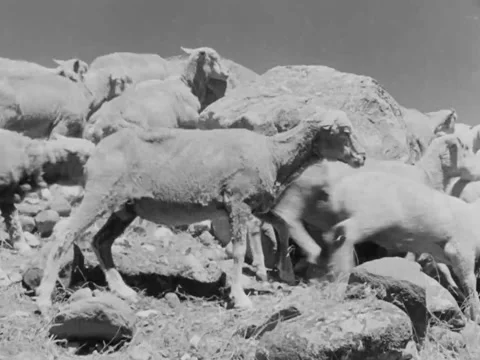 1940s: Lambs climb rocks Stock Footage 170463284