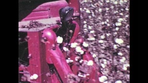 1940s: Machine plows through field, picking cotton. Multiple machines plow Stock Footage 103324890