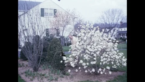 1940s: Man hoes garden plot in suburban lawn; American flag flaps in breeze Vídeos de archivo 95849336