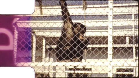 1940s Monkey Chimp Chimpanzee Cage Animal Cruel Zoo Vintage Old Film Home Movie 스톡 동영상 219435710