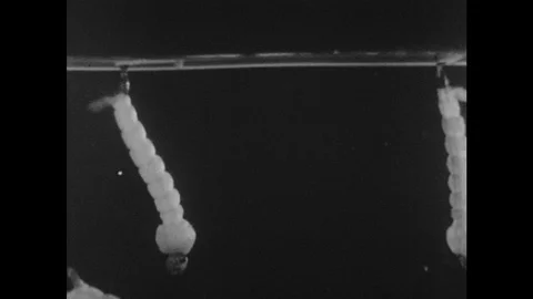 1940s: Mosquito larvae float vertically at surface of water, drink air through Video stock 126014320