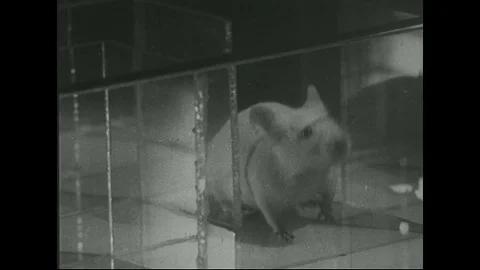 1940s – Mouse goes through maze and finds cheese. Mouse eats cheese Stock Footage 74580777