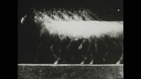 1940s: Multiple exposures of a horse moving across black wall. Photographic 스톡 동영상 130359280