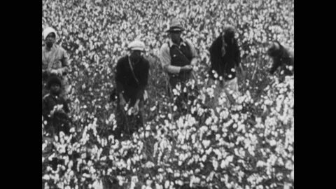 1940s: people in picking cotton in fields, people working in cotton factory, Stock Footage 130395368