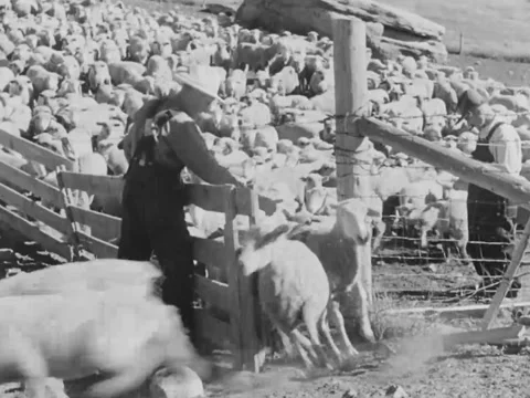 1940s: Ranchers release sheep from corral Stock Footage 170466991