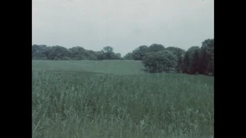 1940s: Rolling meadow surrounded by trees. Grass waves in the breeze. Stock Footage 291333204