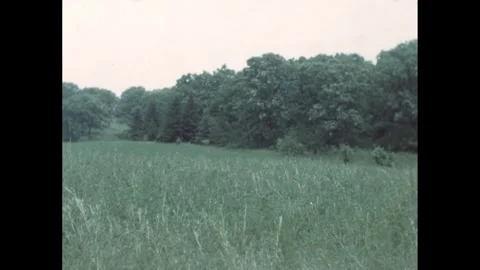 1940s: Rolling meadow surrounded by trees. Grass waves in the breeze. Stock Footage 291333271