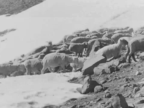 1940s: Sheep climb rocks in wintry wilderness Stock Footage 170464052