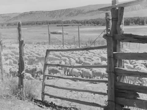 1940s: Sheep in corral Video stock 170463762