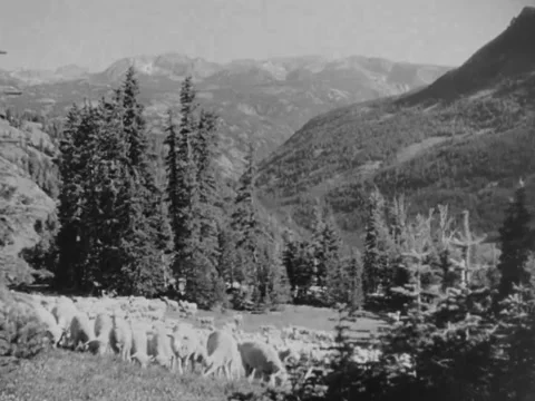 1940s: Sheep on mountainside Stock Footage 170457181