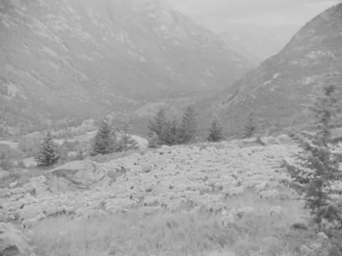 1940s: Sheep on mountainside Video stock 170457321
