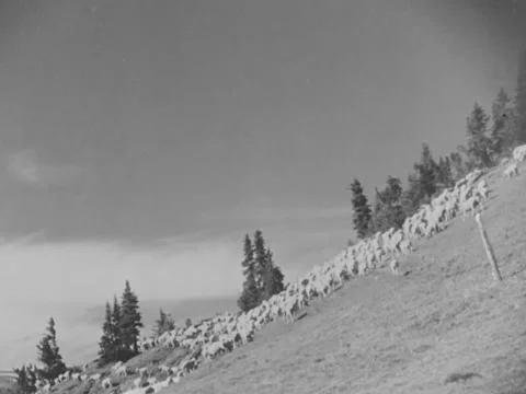 1940s: Sheep on mountainside Stock Footage 170458686