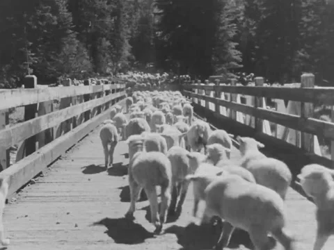 1940s: Sheep over bridge Video stock 170456407