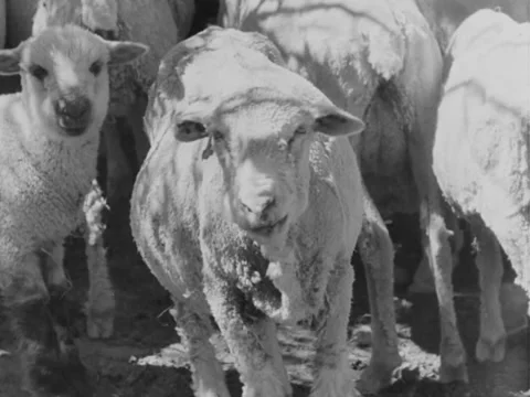 1940s: Sheep in pen Stock Footage 170453869