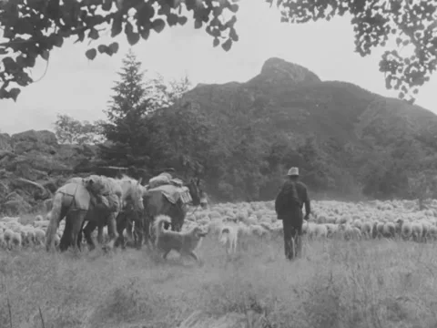 1940s: Sheep ranchers with flock Stock Footage 170456904