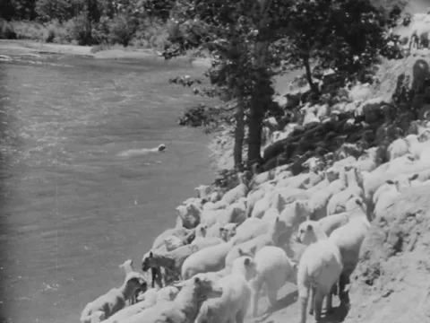 1940s: Sheep by river Stock Footage 229308013