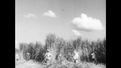 1940s: Slaves harvest sugar cane in field. Plantation house. Stock Footage 83042453