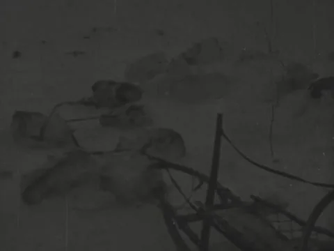 1940s: Sled dogs sleeping Stock Footage 229440740