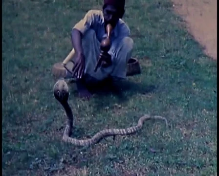 1940s Snake Charmer Stock Footage 54385637