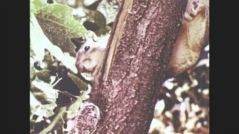1940s: A squirrel climbs a tree trunk. A squirrel eats on a branch. Stock Footage 85826225