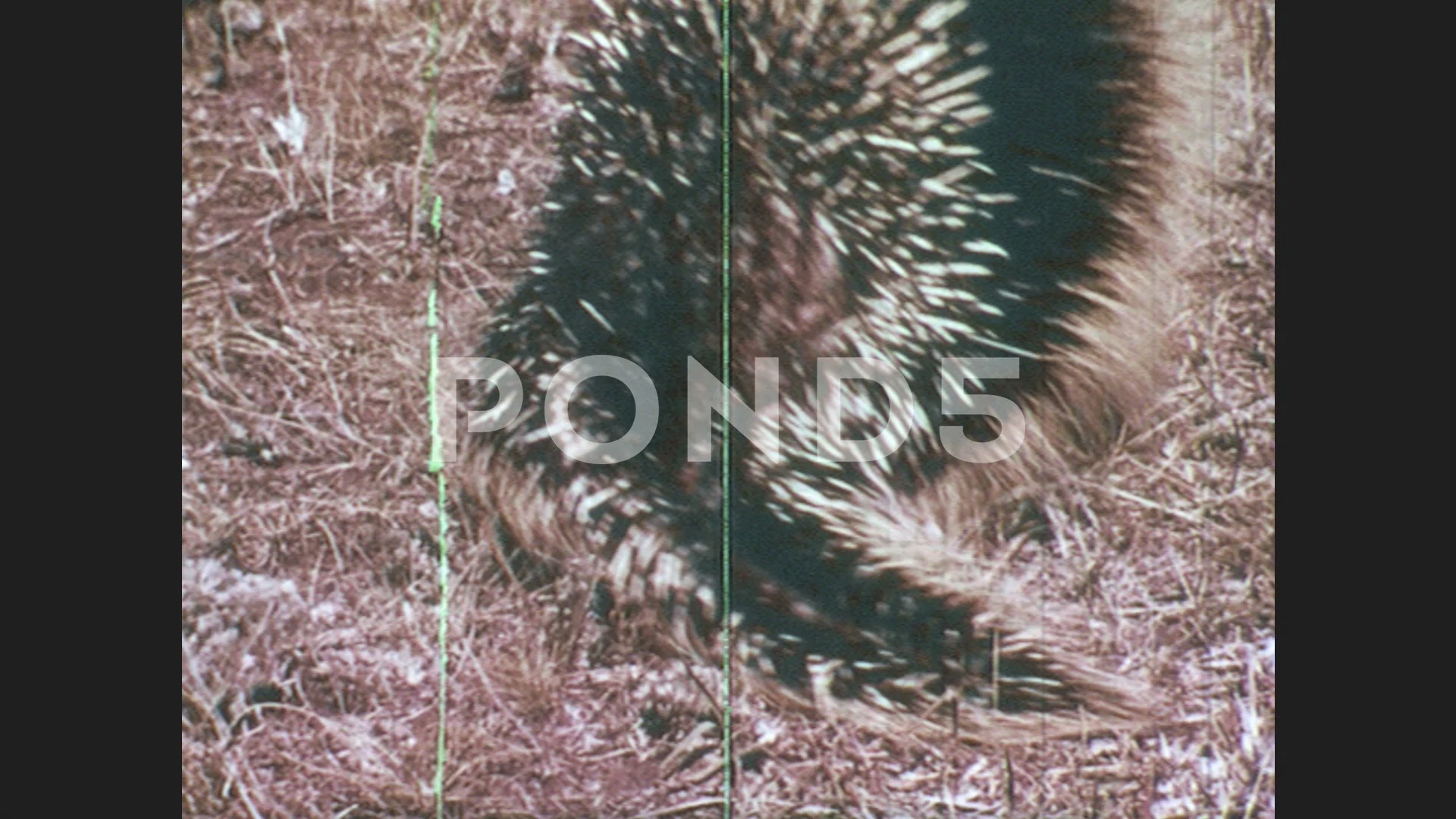 Ep4: How Porcupine Got Its Quills 