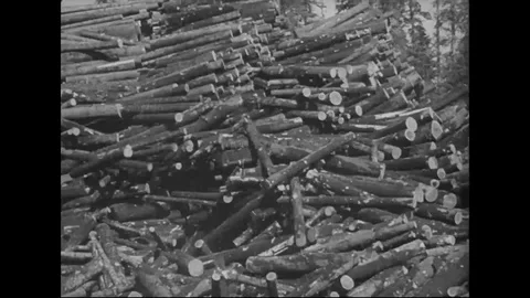 1940s - Stockpiled logs tumble down a stack at a huge logging camp. Video stock 125695065