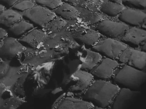 1940s: Stray cat on cobblestones Stock Footage 231171998