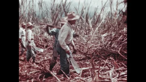 1940s: Sugarcane field.  Men hack at plant stalks.  Crane grabs cut crops.  Stock Footage 262086262