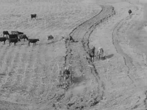 1940s: Tractor on farm Stock Footage 221374789