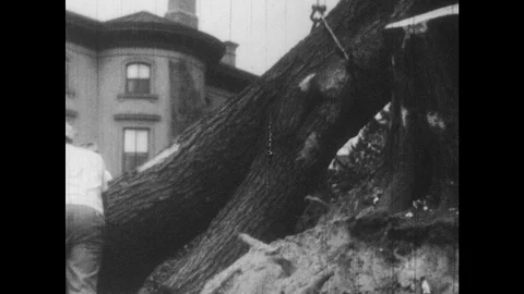 1940s: tree trunk on cable lowers to ground. men works on river bank with Video stock 91703552