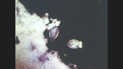 1940s: Two protozoans move. Microscopic view of unicellular organisms that move. Stock Footage 85824928