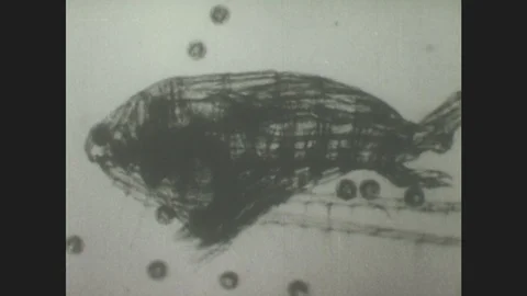 1940s: Under microscope, copepod ingests tapeworm coricidia. In the copepod Stock Footage 86228034