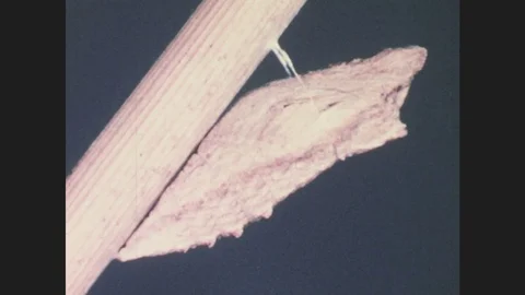 1940s: UNITED STATES: chrysalis attached to plant. Caterpillar camouflaged Stock Footage