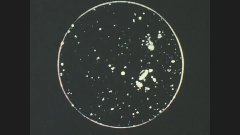1940s: UNITED STATES: paramecium reproduction under microscope. Stock Footage