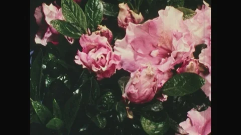 1940s: UNITED STATES: pink flowers open. Bud opens. Time lapse of flower Stock Footage