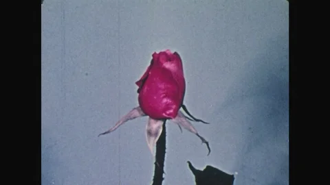 1940s: UNITED STATES: rose opens, grows, and rests in time lapse. Petals open Stock Footage