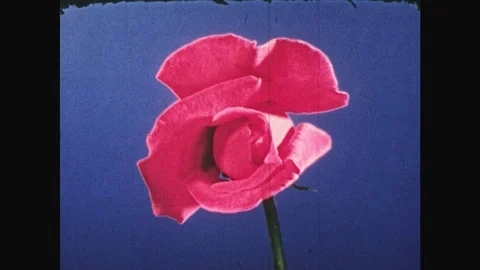 1940s: UNITED STATES: time lapse as pink rose opens. Pink petals on flower Stock Footage