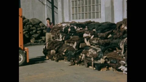 1940s: Worker uses forklift to move parcels. Men stack textiles. Horse jumps Stockbeeldmateriaal 224170824
