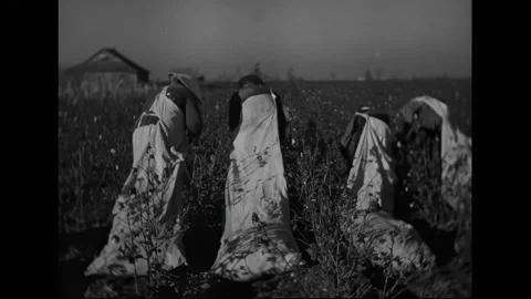 1940s: Workers in a field pick cotton and fill bags. Stock Footage 280181692