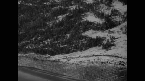 1941 - Lumberjacks clear a wintry forest in British Columbia, Canada. Stock Footage 160407563