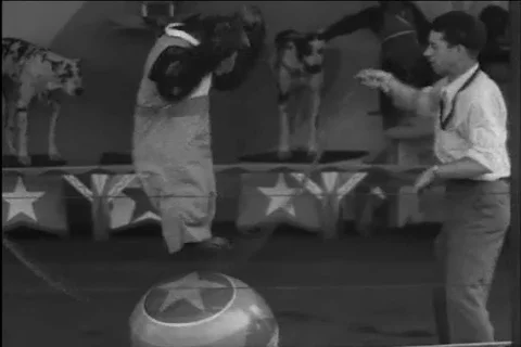 1943 Silly Chimpanzee Circus Act archival footage Stock Footage 122144477