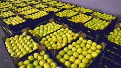 many boxes of yellow apples