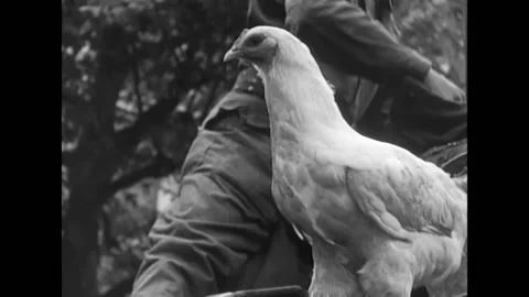 1944 - A chicken struts about the back of a US Army vehicle in Paris, and Stock Footage 157780109