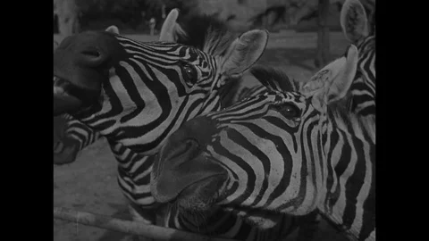 1945-Zoo / Hagenbeck / Hamburg / Germany / 1945 Stock Footage