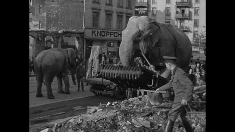 1945-Zoo / Hagenbeck / Hamburg / Germany / 1945 Stock Footage 77852839