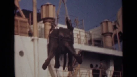 1946: Elephant Being Off-Loaded from Ship by Rope in Front of Crowd, India Stock Footage 72392911