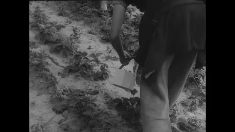 1946-Food Shortage / Germany / 1946 Stock Footage