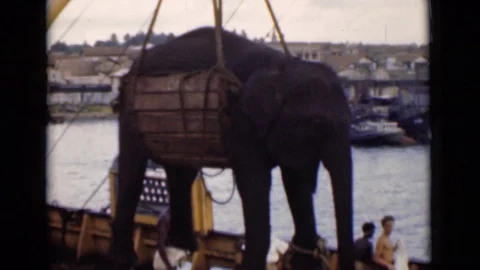 1946: Massive Elephant Being Loaded Onto Ship Colombo Ceylon Stock Footage 72393867