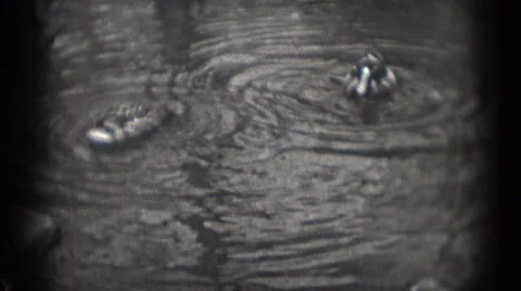 1946: wildlife in the park WASHINGTON, DC Stock Footage